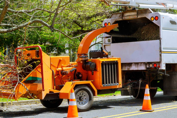 Best Tree Care Services  in Redington Beach, FL